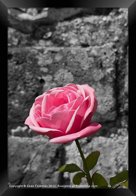 Pink Rose Framed Print by Sean Foreman