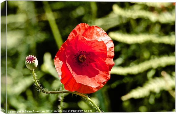 Red Poppy Canvas Print by Sean Foreman