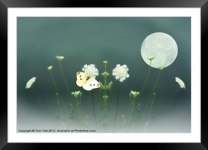 THE BUTTERFLY IN THE MOONLIGHT Framed Mounted Print by Tom York