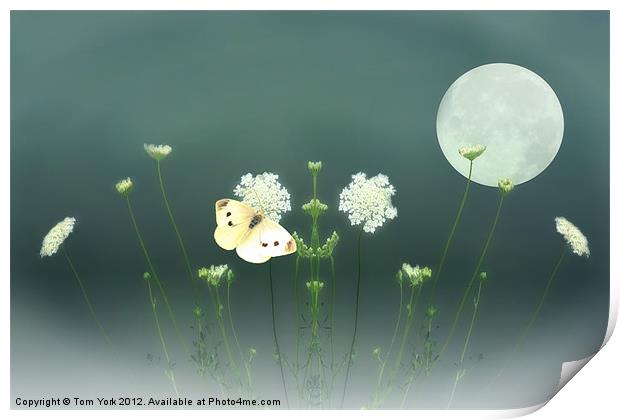 THE BUTTERFLY IN THE MOONLIGHT Print by Tom York