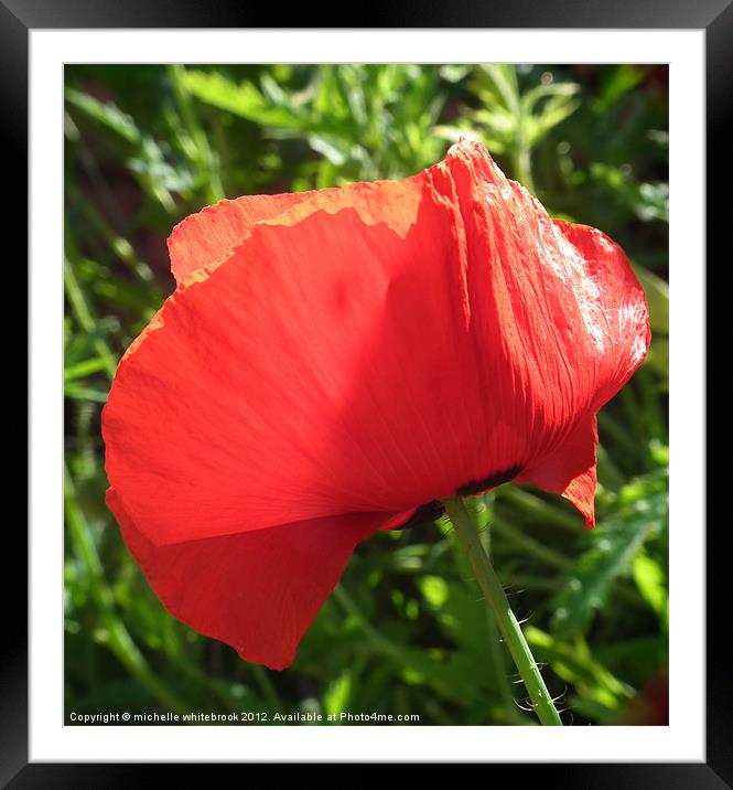 Poppy 2 Framed Mounted Print by michelle whitebrook