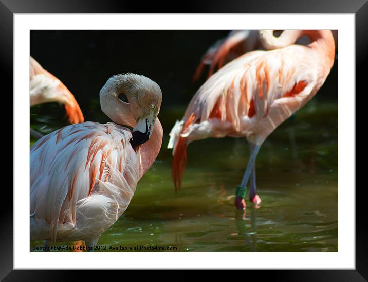Chilean flamingo Framed Mounted Print by Ade Robbins