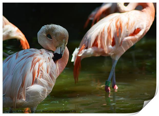 Chilean flamingo Print by Ade Robbins