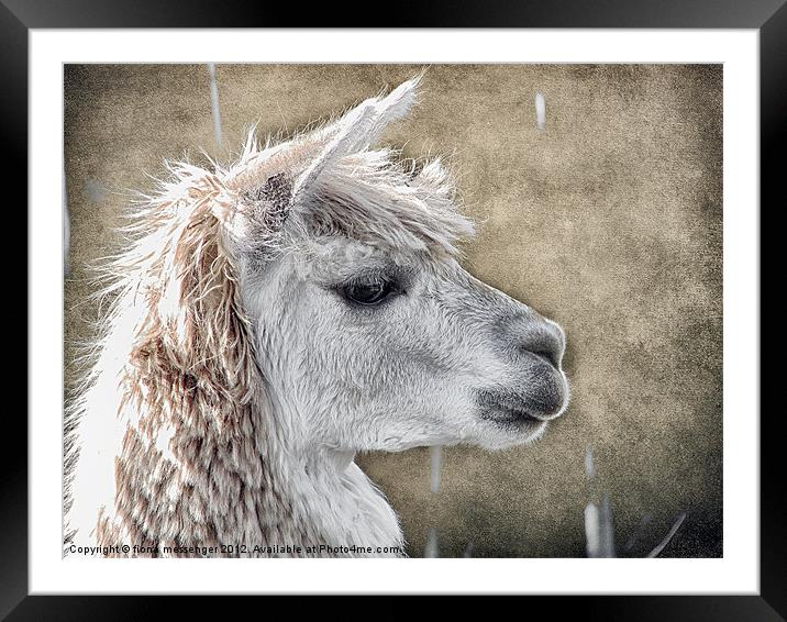 She walks in Beauty Framed Mounted Print by Fiona Messenger