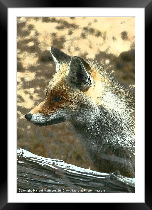 Grainy Fox Framed Mounted Print by Nigel Matthews