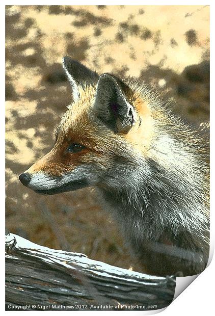 Grainy Fox Print by Nigel Matthews