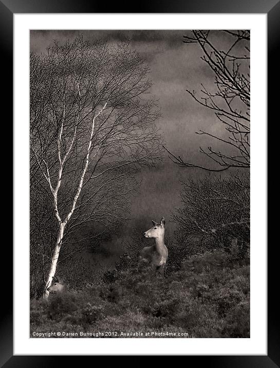 Dunwich Heath Deer Framed Mounted Print by Darren Burroughs