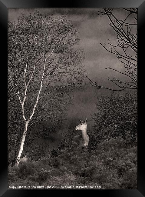 Dunwich Heath Deer Framed Print by Darren Burroughs