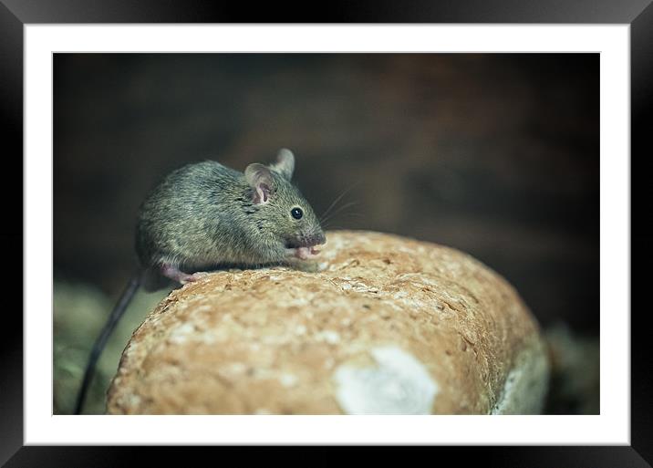 Mouse on bread Framed Mounted Print by Junwei Chu