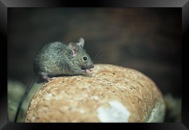 Mouse on bread Framed Print by Junwei Chu