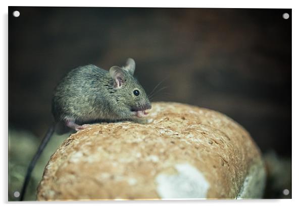 Mouse on bread Acrylic by Junwei Chu