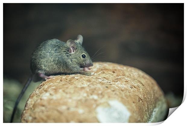 Mouse on bread Print by Junwei Chu