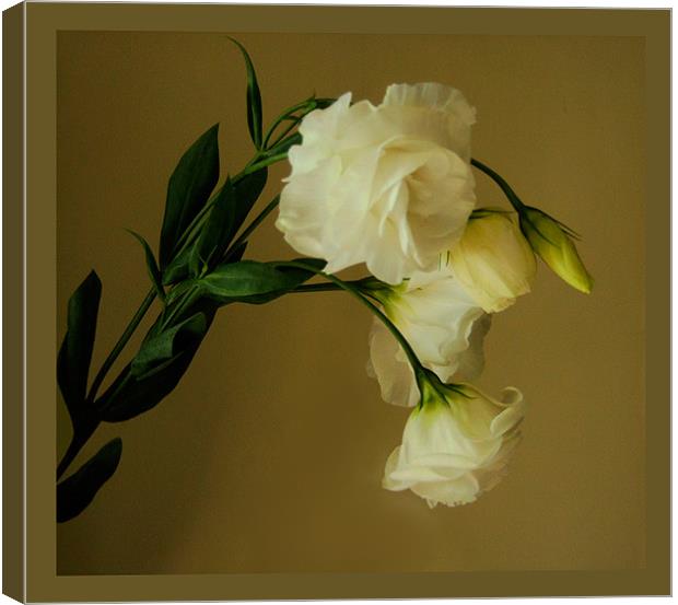 White Lisianthus Canvas Print by Debra Kelday