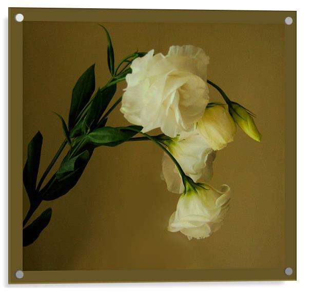 White Lisianthus Acrylic by Debra Kelday