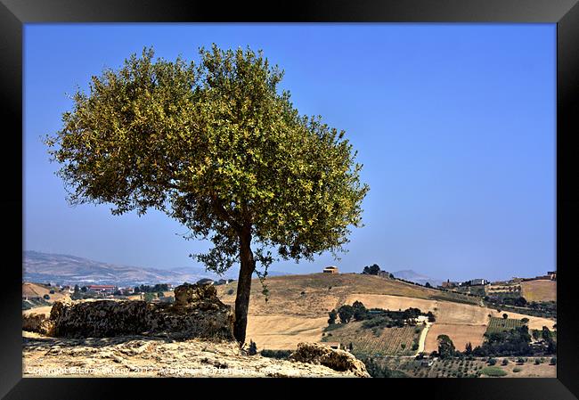 Olive tree, Sicily Framed Print by Lucy Antony