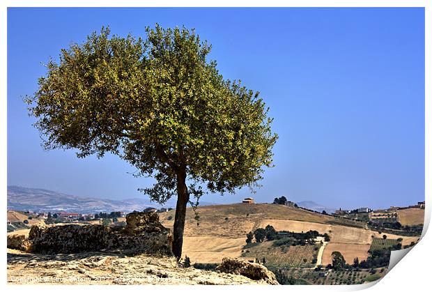 Olive tree, Sicily Print by Lucy Antony