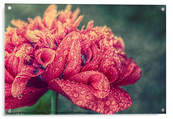 Poppy Textures. Acrylic by Rosanna Zavanaiu