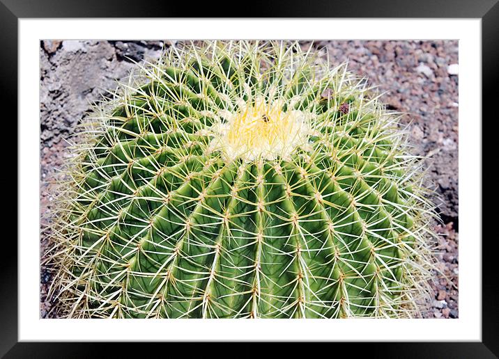 Golden ball cactus, Echinocactus grusonii Framed Mounted Print by Tony Murtagh