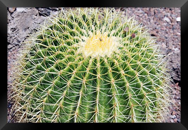 Golden ball cactus, Echinocactus grusonii Framed Print by Tony Murtagh