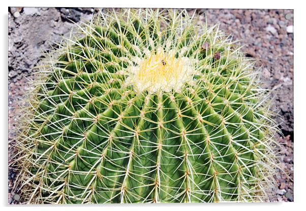 Golden ball cactus, Echinocactus grusonii Acrylic by Tony Murtagh