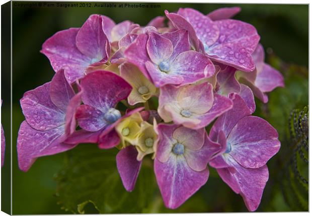 Hydrangea Canvas Print by Pam Sargeant