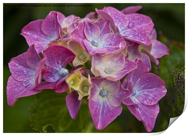 Hydrangea Print by Pam Sargeant