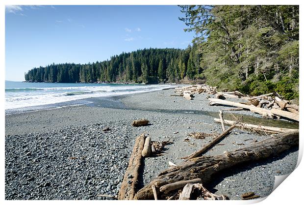 CHINA WIDE china beach juan de fuca provincial park vancouver island BC canada Print by Andy Smy