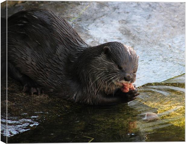 Hungry Otter Canvas Print by Loren Robbins