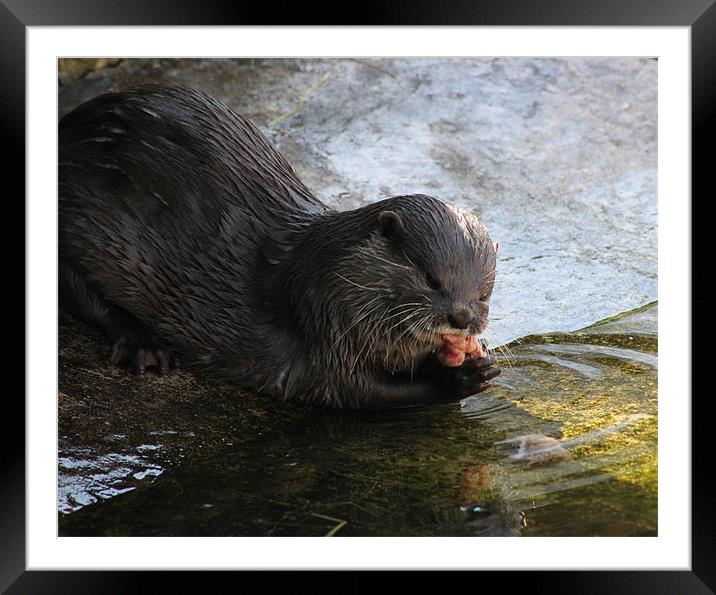 Hungry Otter Framed Mounted Print by Loren Robbins
