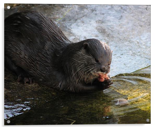 Hungry Otter Acrylic by Loren Robbins
