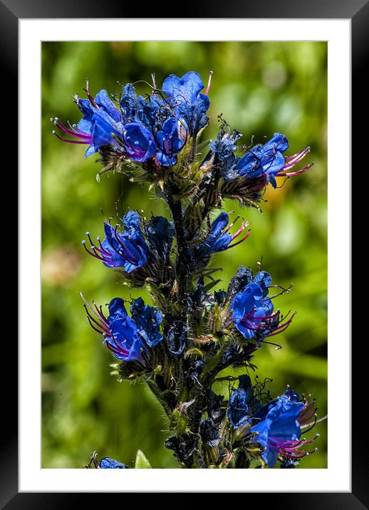Vipers Bugloss Framed Mounted Print by Dave Wilkinson North Devon Ph