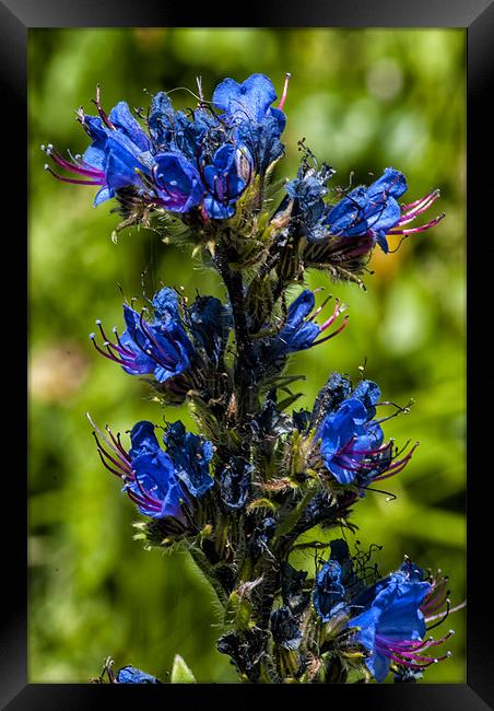 Vipers Bugloss Framed Print by Dave Wilkinson North Devon Ph