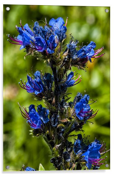 Vipers Bugloss Acrylic by Dave Wilkinson North Devon Ph