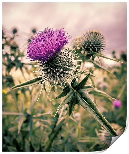 Thistle do Nicely Print by Fraser Hetherington