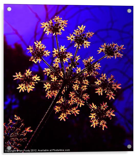 Cow Parsley Acrylic by Ian Purdy