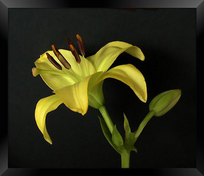 Yellow LILY Framed Print by Debra Kelday