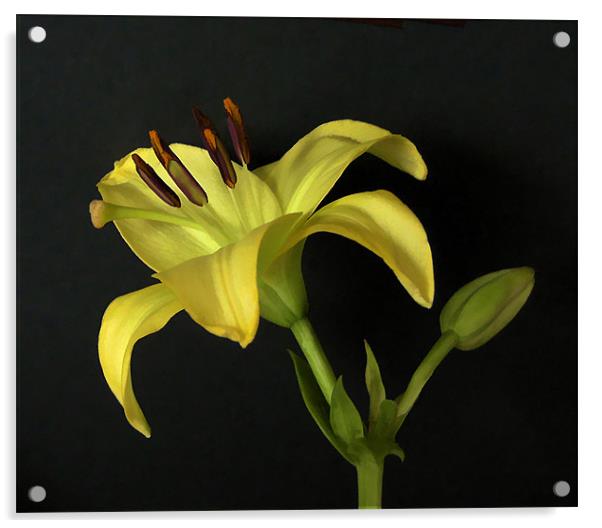 Yellow LILY Acrylic by Debra Kelday