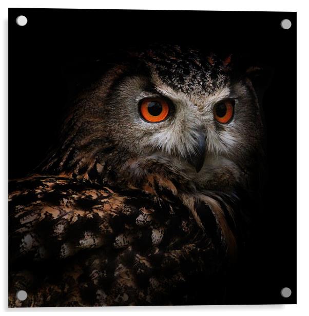 Eagle Owl with Glowing Eyes Acrylic by Ed Pettitt