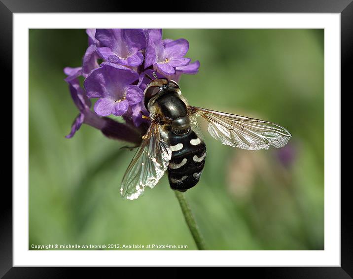 Pollinater 2 Framed Mounted Print by michelle whitebrook
