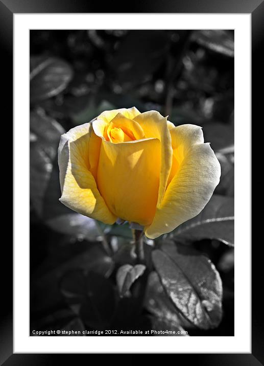 Yellow rose on monochrome Framed Mounted Print by stephen clarridge