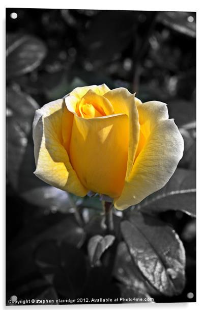 Yellow rose on monochrome Acrylic by stephen clarridge
