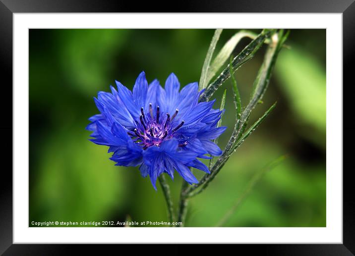 Blue cornflower Framed Mounted Print by stephen clarridge