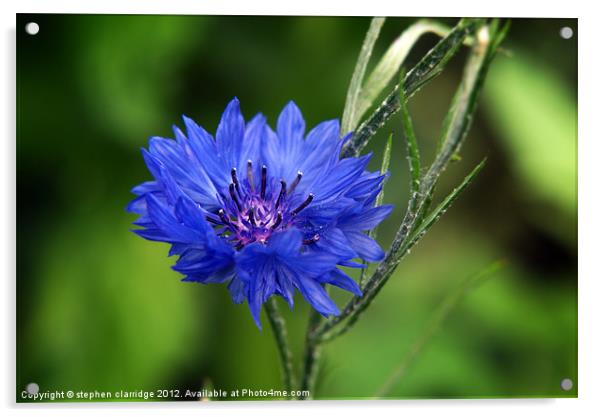 Blue cornflower Acrylic by stephen clarridge
