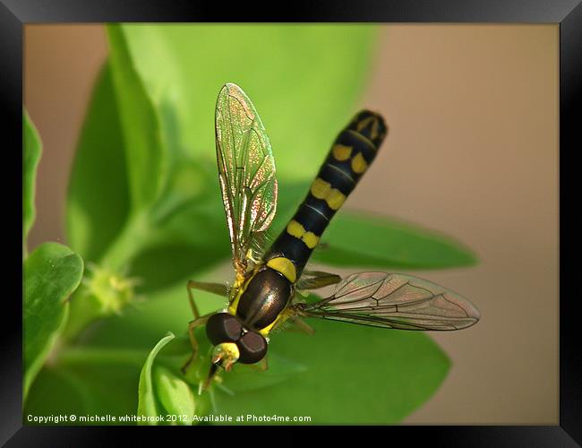 Soft Landing 3 Framed Print by michelle whitebrook