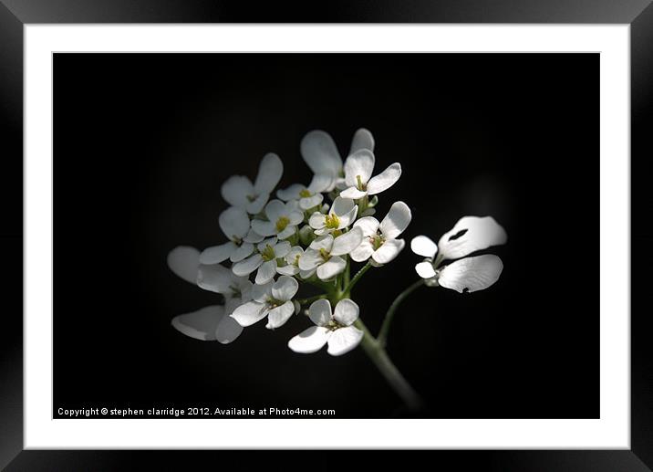 Iberis sempervirens Wild flower Framed Mounted Print by stephen clarridge