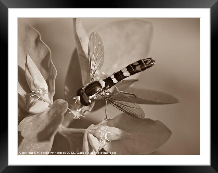 Macro World Sepia Framed Mounted Print by michelle whitebrook