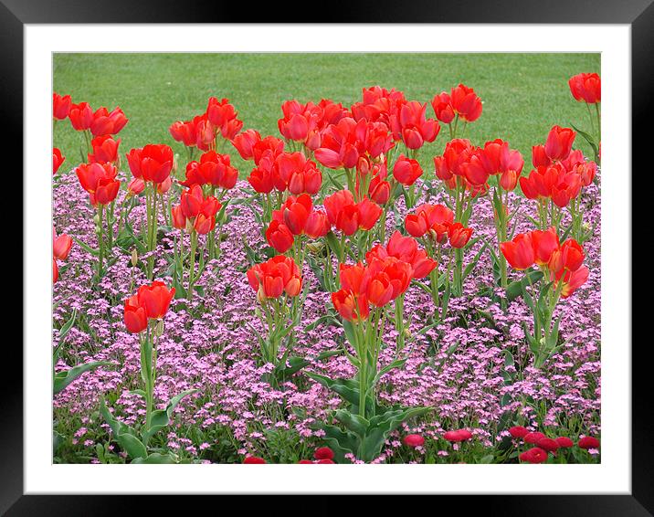 Carpet of Flowers Framed Mounted Print by Lucy Courtney