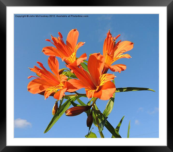 Orange Lily Framed Mounted Print by John McCoubrey