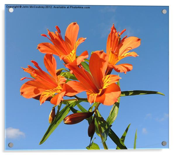 Orange Lily Acrylic by John McCoubrey
