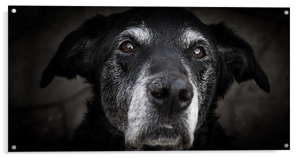 Old Man - Black Labrador Acrylic by Simon Wrigglesworth